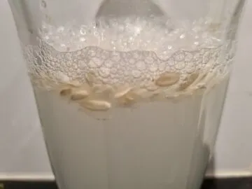 Agurkfrø i glass
